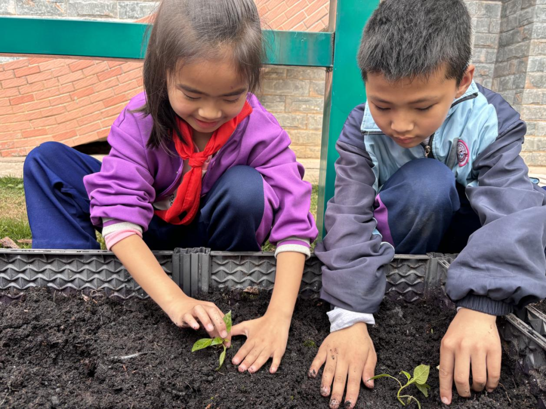 校园活动 | 永州市映山小学:“蔬”香漫校园,实践促成长 第8张