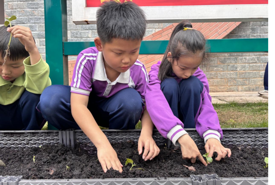 校园活动 | 永州市映山小学:“蔬”香漫校园,实践促成长 第7张