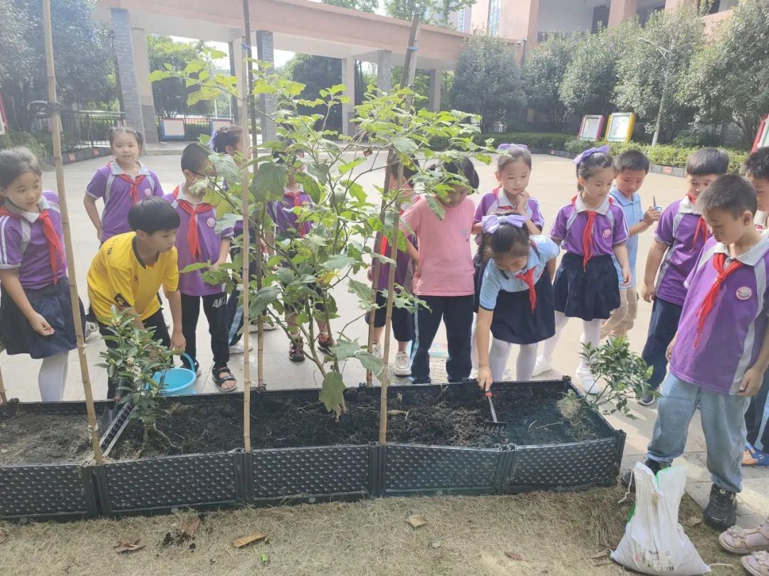 校园活动 | 永州市映山小学:“蔬”香漫校园,实践促成长 第4张