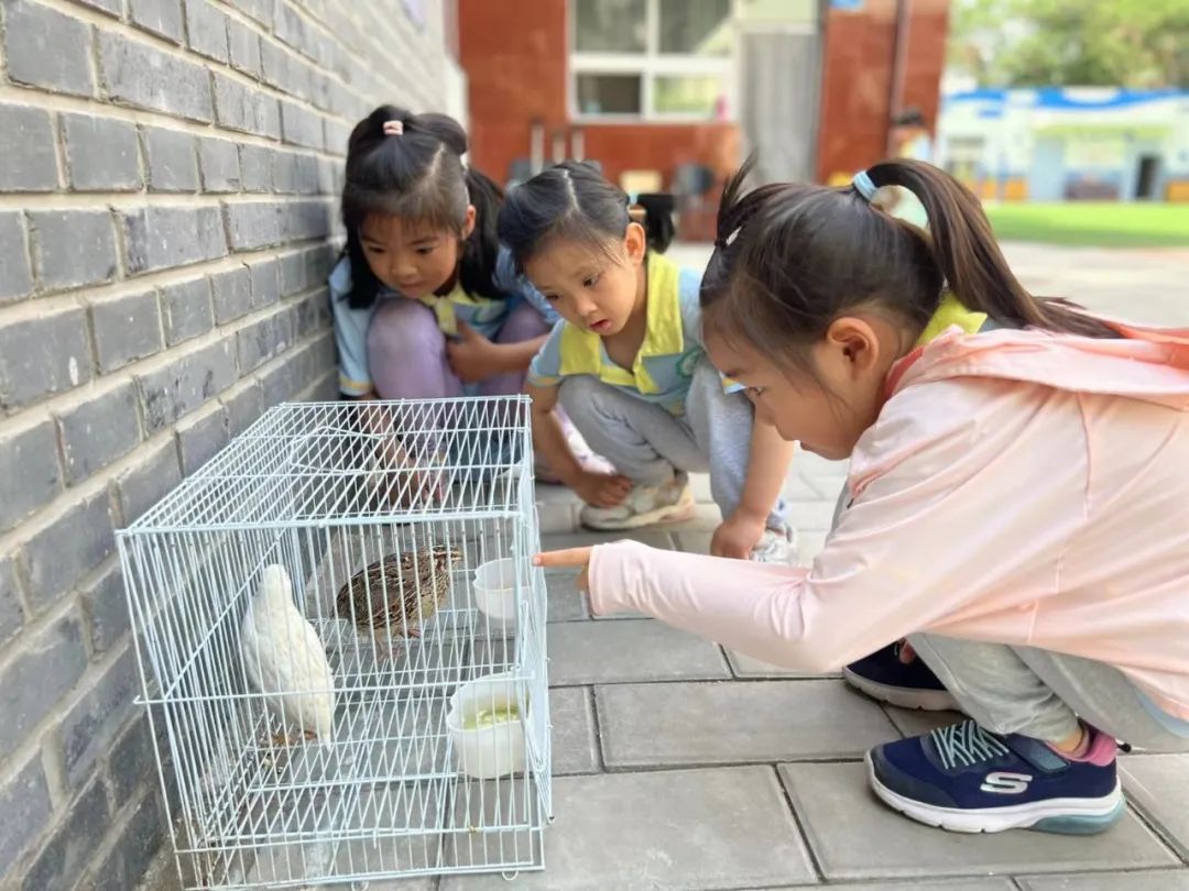 大班组参观小学活动 第30张