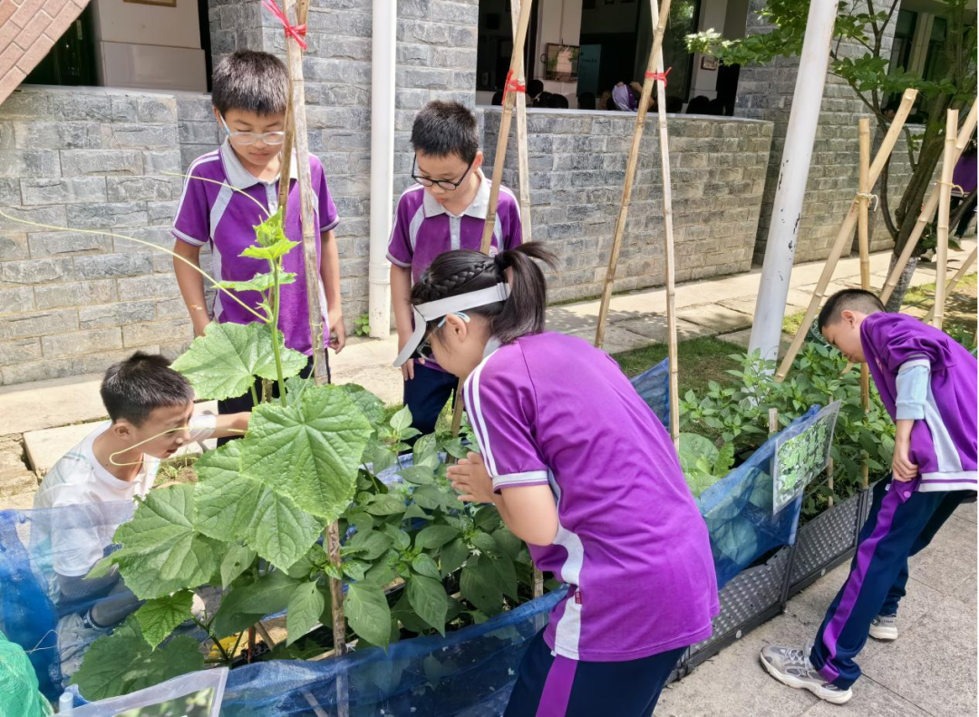 校园活动 | 永州市映山小学:“蔬”香漫校园,实践促成长 第21张