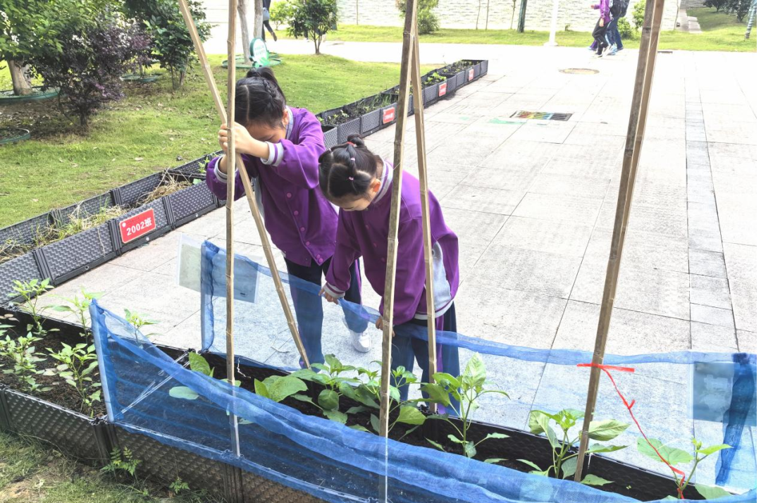 校园活动 | 永州市映山小学:“蔬”香漫校园,实践促成长 第14张