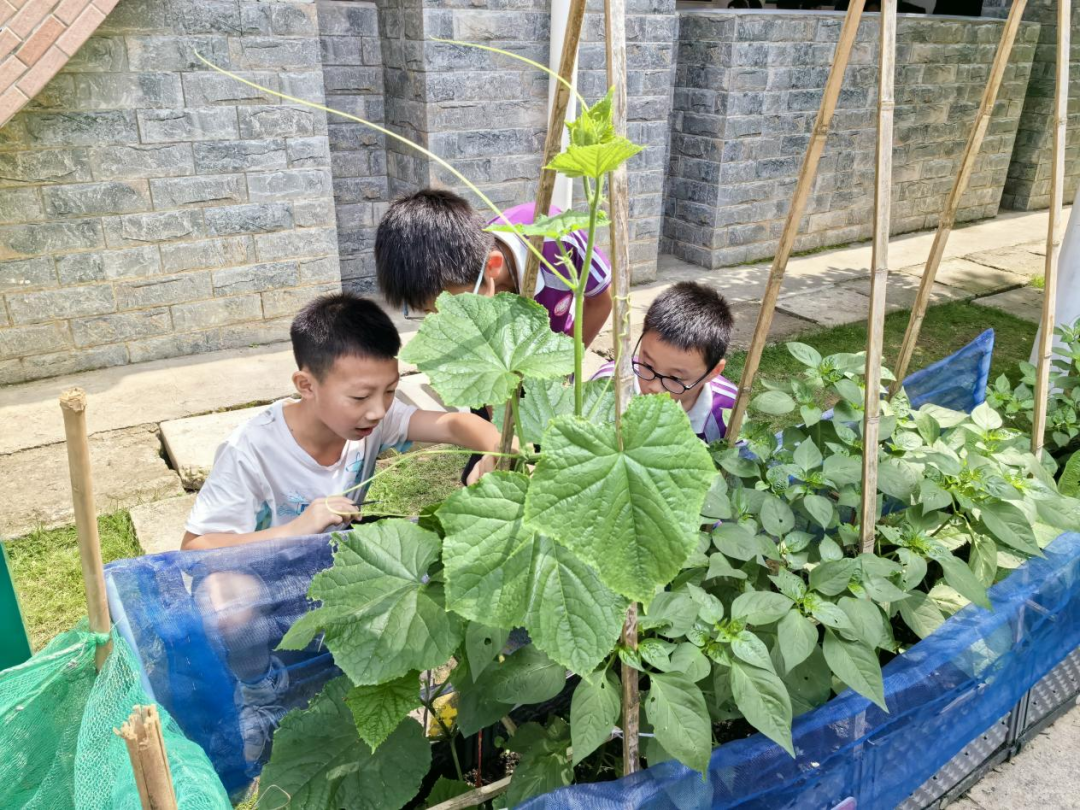 校园活动 | 永州市映山小学:“蔬”香漫校园,实践促成长 第20张