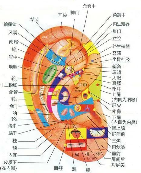 为中考助力 | 考前别紧张 耳穴来帮忙 第5张