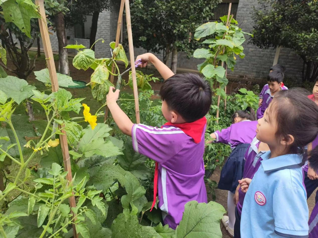 校园活动 | 永州市映山小学:“蔬”香漫校园,实践促成长 第28张