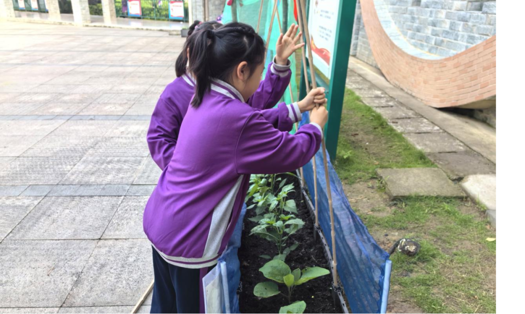 校园活动 | 永州市映山小学:“蔬”香漫校园,实践促成长 第13张