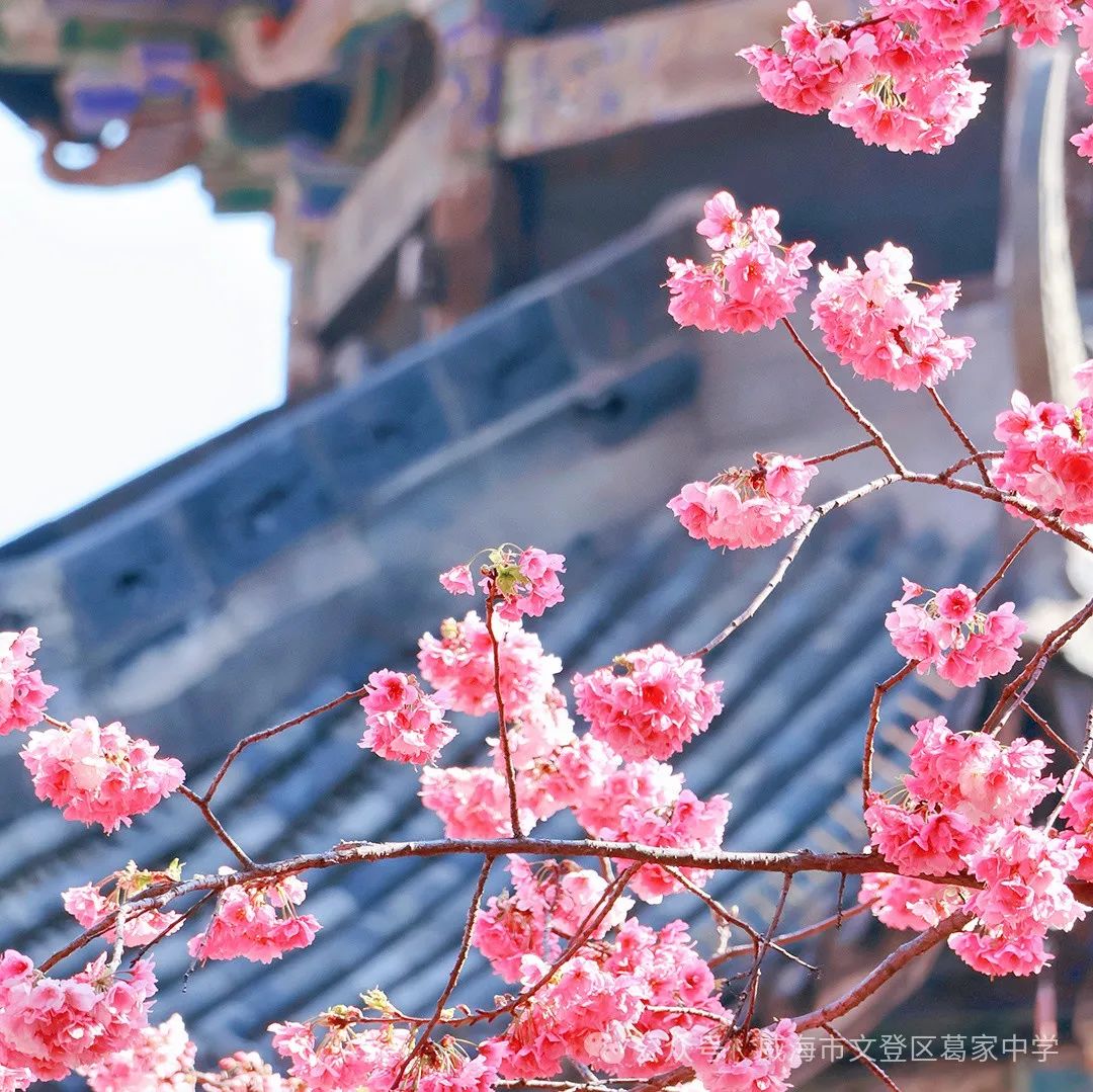 书韵飘香 诵润童心——威海市文登区葛家小学“我是小小朗读者”活动 第4张