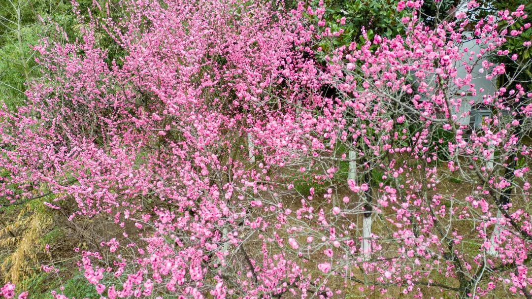 春日出游,赏花正当时!