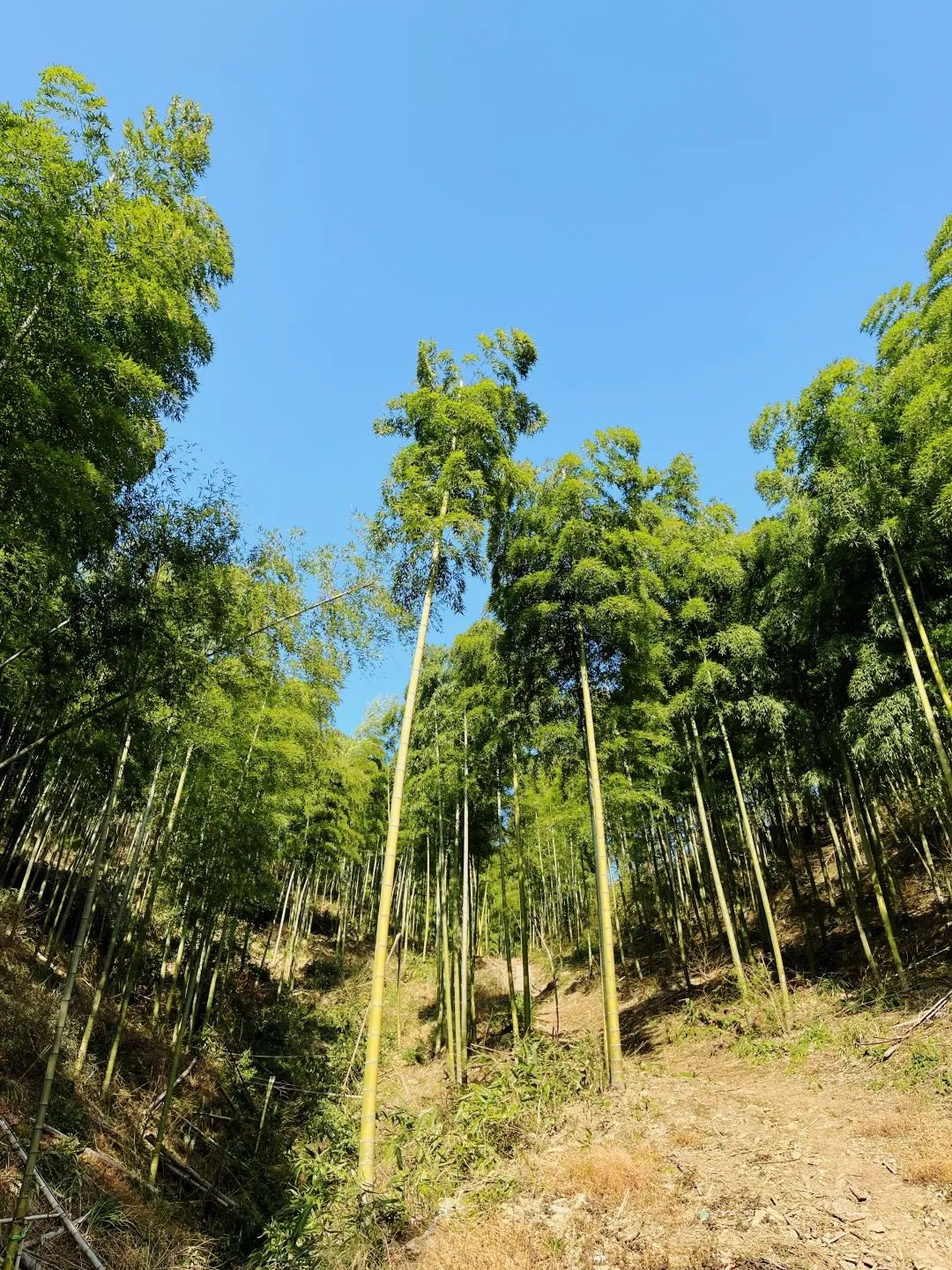 【金犀牛旅行】3.2 徒步陆羽古道,登顶霞幕山,赏千亩茶田,全程10km~