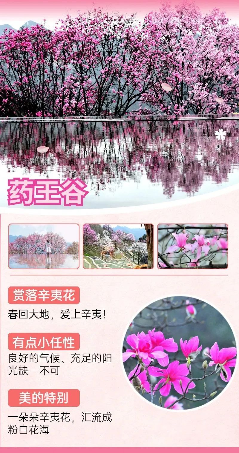 绵阳出发1.5直达的「康养主题景区」!6000亩“辛夷花海”漫山盛放!门票仅需…