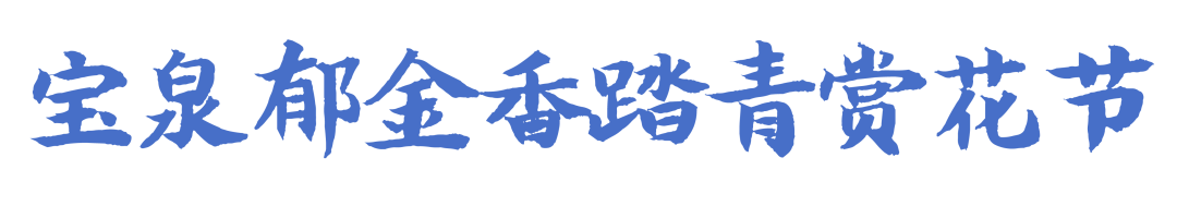 春遇宝泉~宝泉郁金香一日游