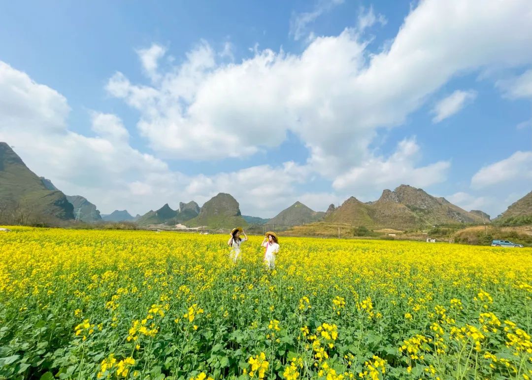 【文旅振兴】快到黄色的花海里做只快乐的“蜜蜂”