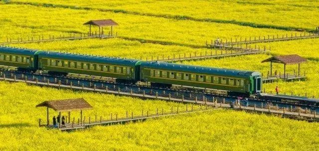 【古滇国际旅游】3月3日 (周日)(特惠68元)火车拉来的春日 最美油菜花