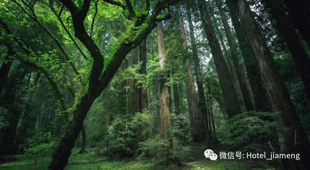 诚邀合作|广东3000亩建设用地,适合民宿、度假村、露营地、文旅康养、碳排放等项目