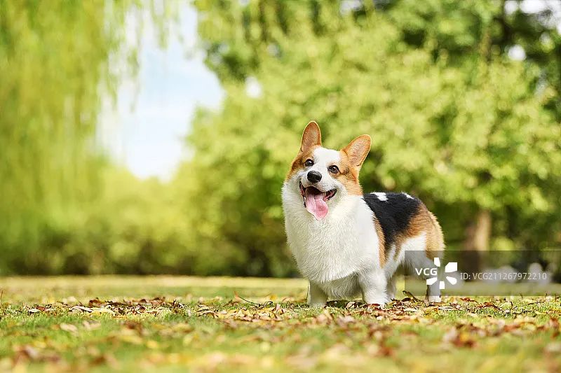 属狗人,这些旅行目的地能给你带来好运!