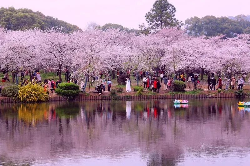 3月23日赏武汉最大樱花基地—东湖樱花园、坐两江游船、黄鹤楼、户部巷精华纯玩2438元/人