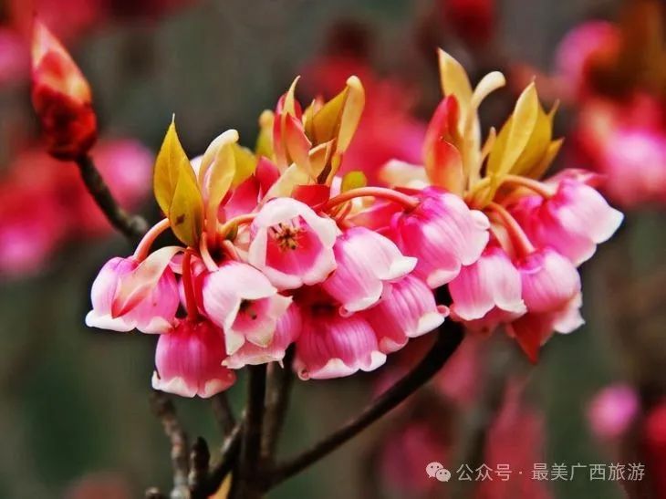 三月阳光明媚~花开正好,精选南宁周边游线路汇总,款款顺心!