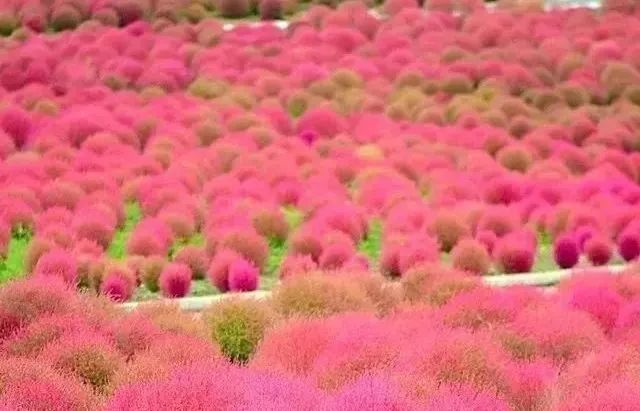 踏青出游~长泰鼓鸣岩峡谷玻璃吊桥、伍色竹塔赏花、水果采摘,汽车1日游