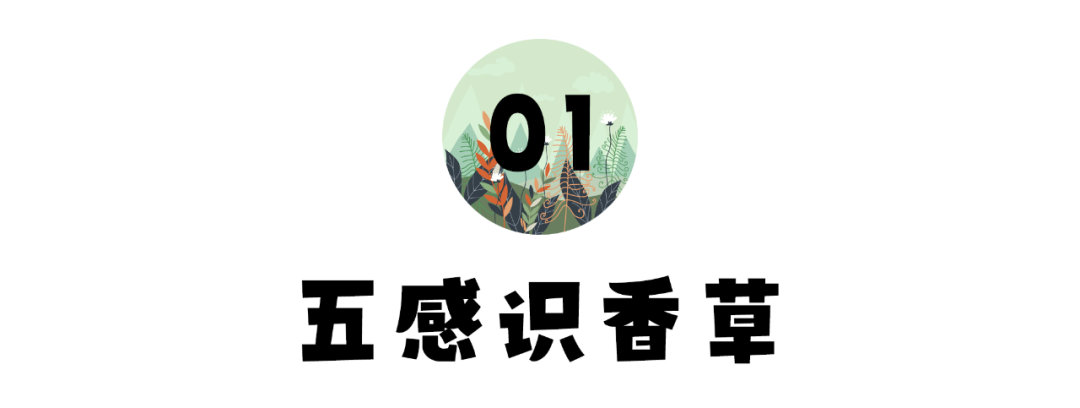 【游课研学---周末】香草世界 | “香”约自然,赴一场「寻香之旅」!