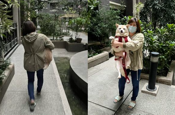发现主人没带旅行特产回家,柴犬立刻扭头斜视:不如别回来