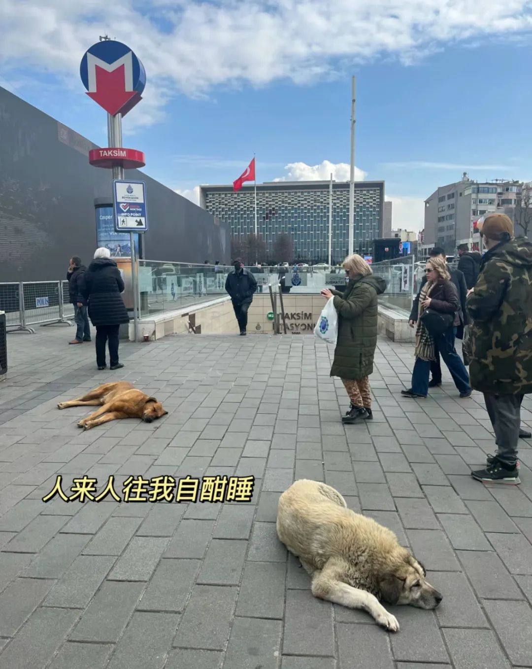 网友去土耳其旅游,发现…那里就没有一只清醒的狗!