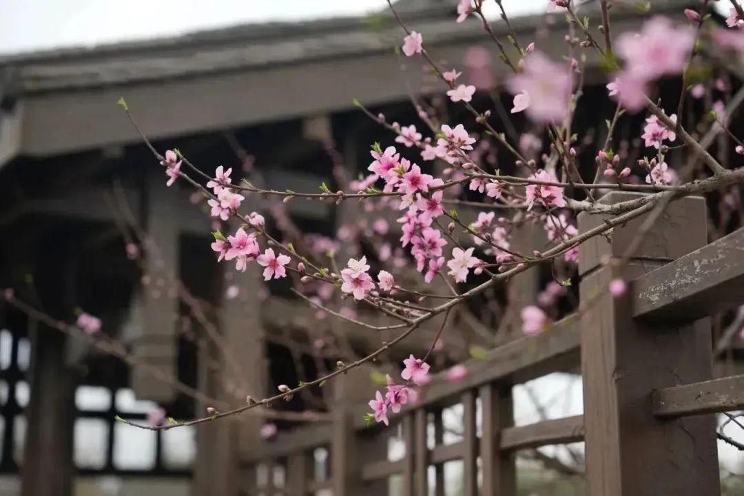 最美春日旅行地|千万级顶流女神惊艳这个春天!