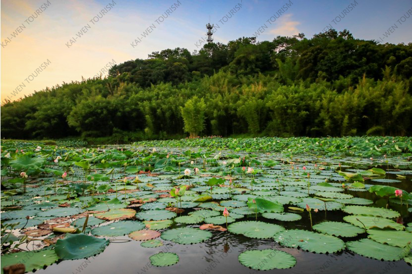 案例集 | 台洞湿地公园创建国家3A级旅游景区咨询