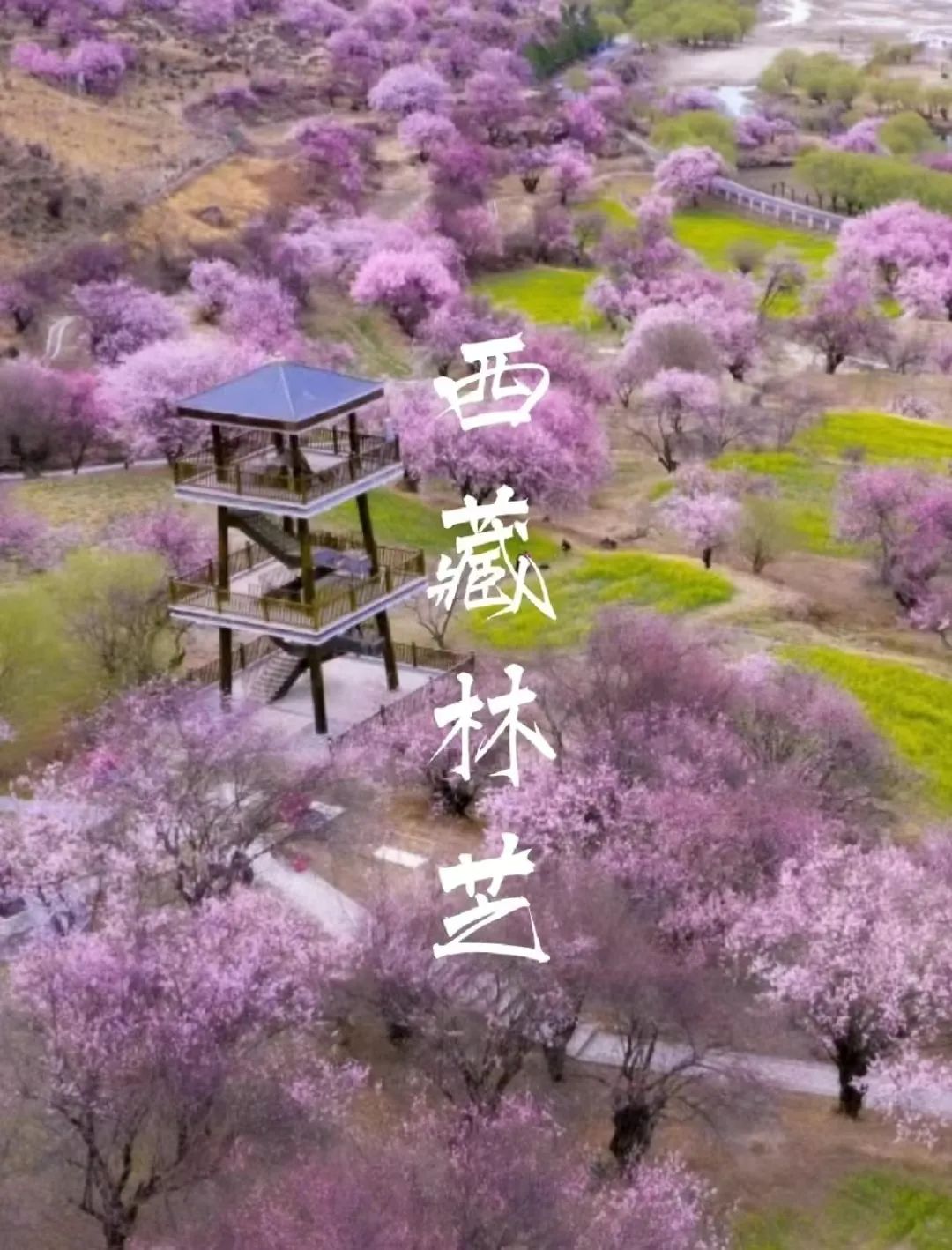 林芝|三四月份的最佳旅行地,接下来的两个月,这个地方绝美!