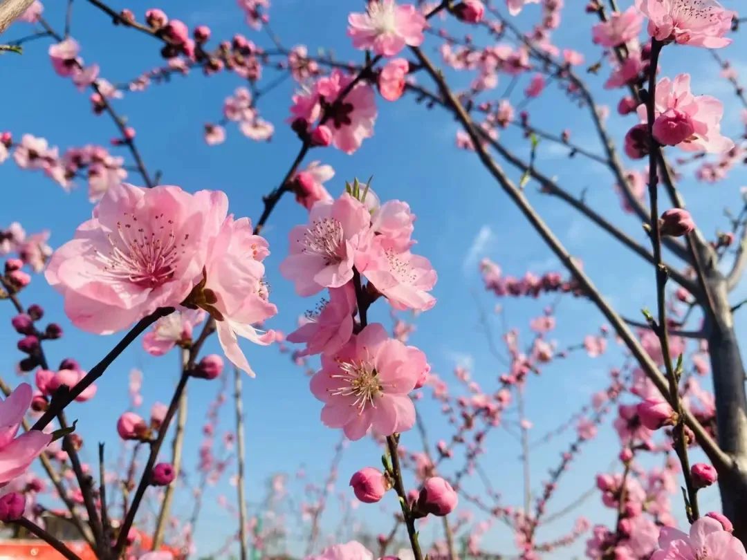 春游江淮 | 春有约,花不误~三生三世十里桃花,还得来这里赏~