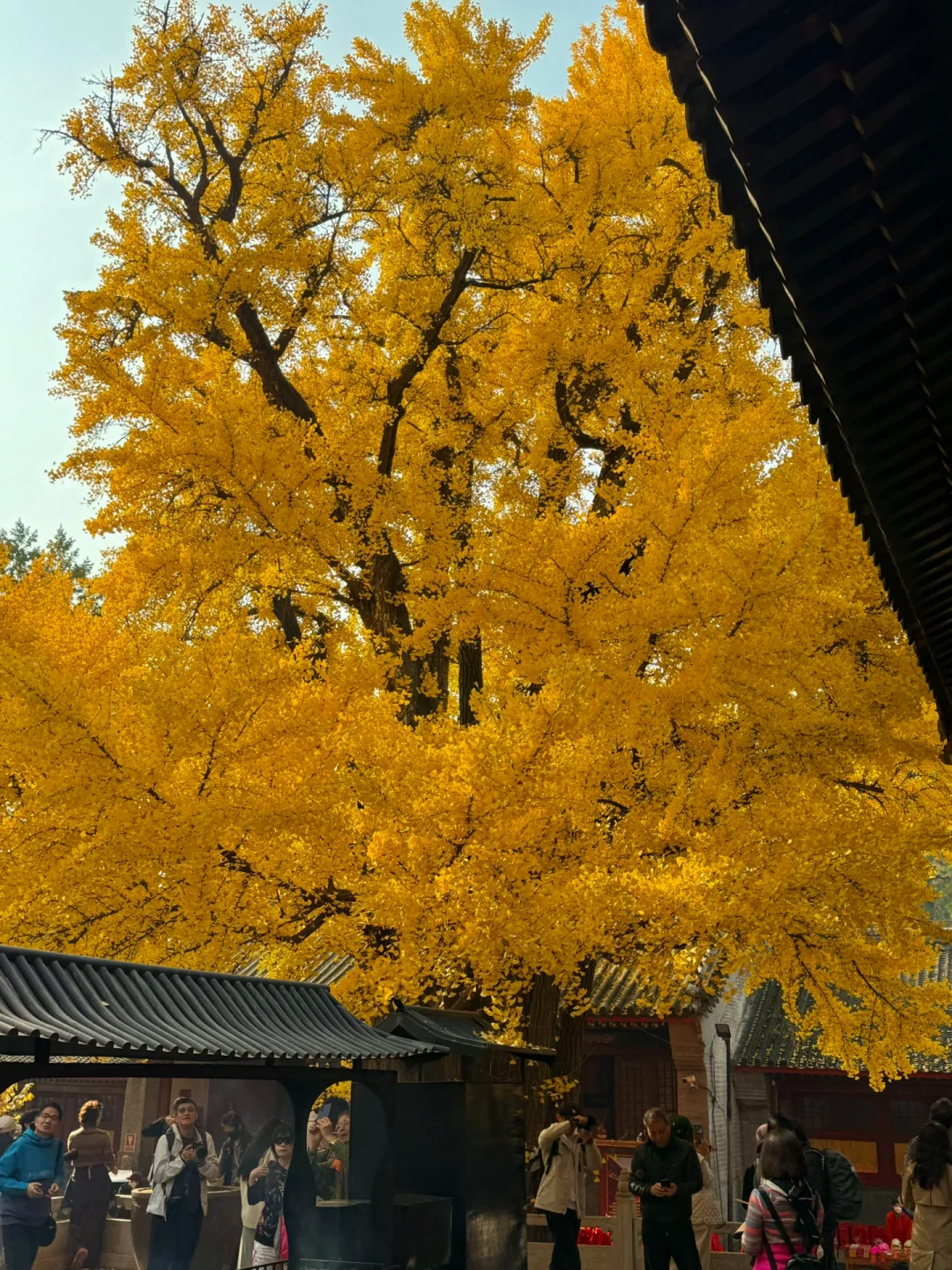 11.1实况live🍁千年神树太太太震撼‼️附机位