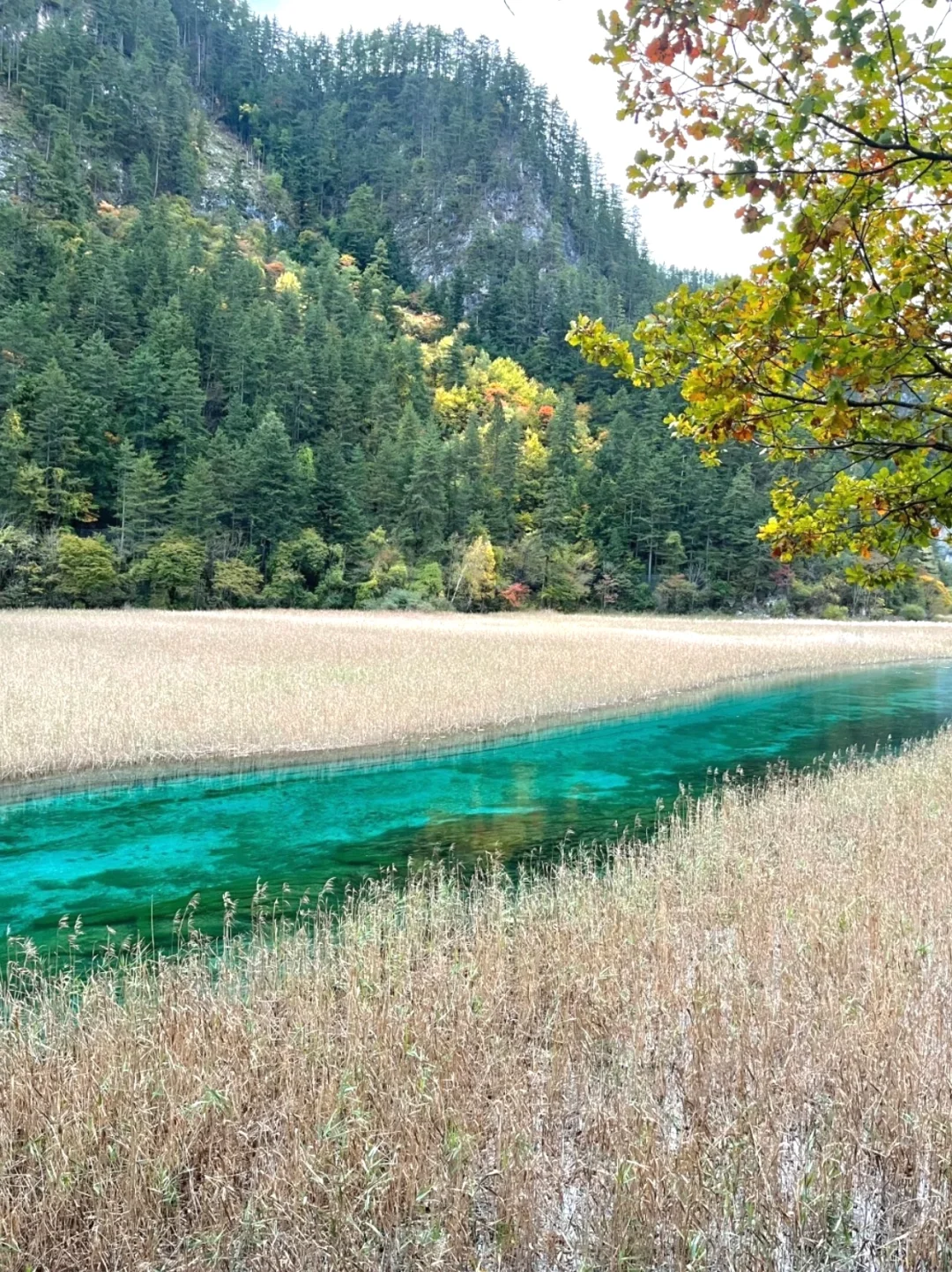 11.2📍九寨沟已回🔥彩林已到巅峰，附攻略