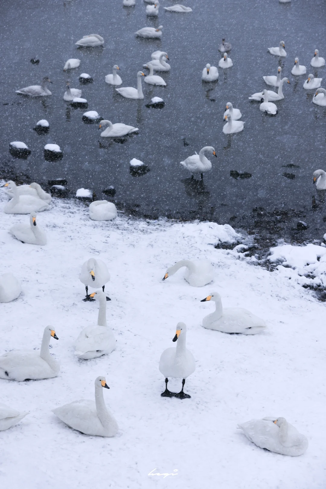 ❄️真的不是国外！是暴雪后的威海…