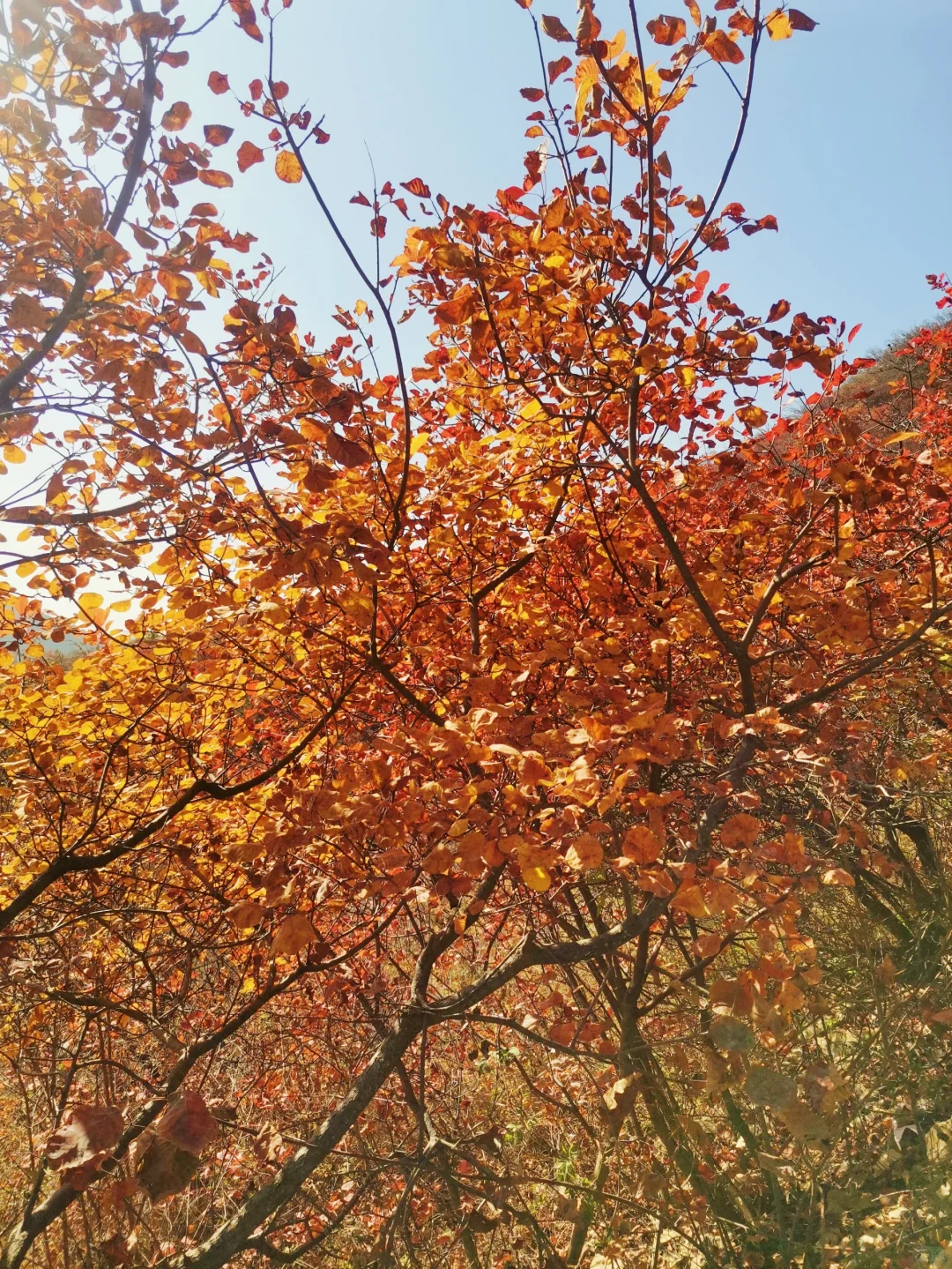 邯郸游玩的一处绝佳观赏红叶打卡地