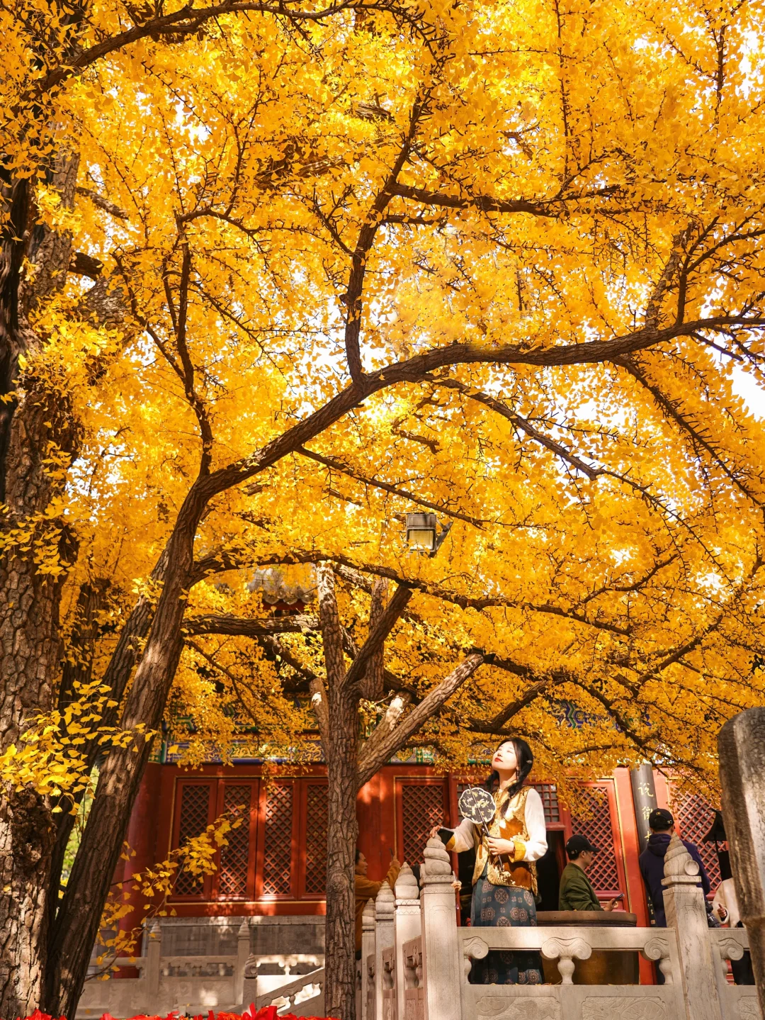 11.1实况live🍁千年神树太太太震撼‼️附机位