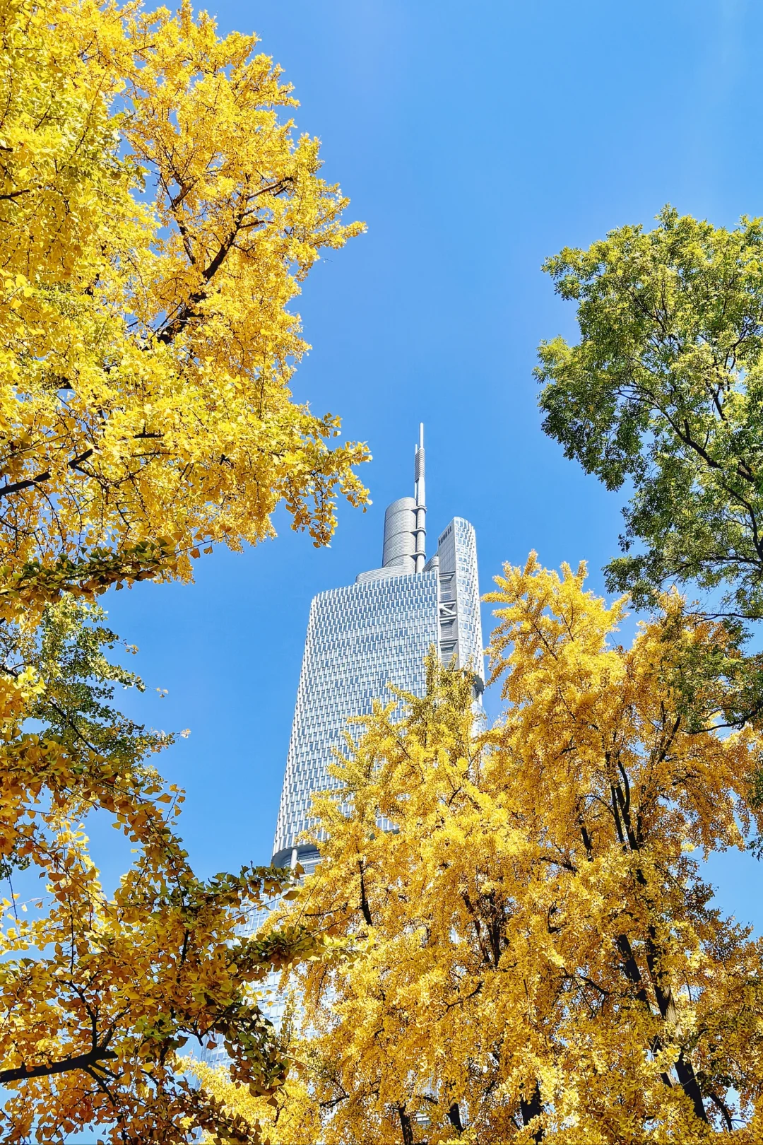 总结南京12个银杏拍照地❗美得不像话❗