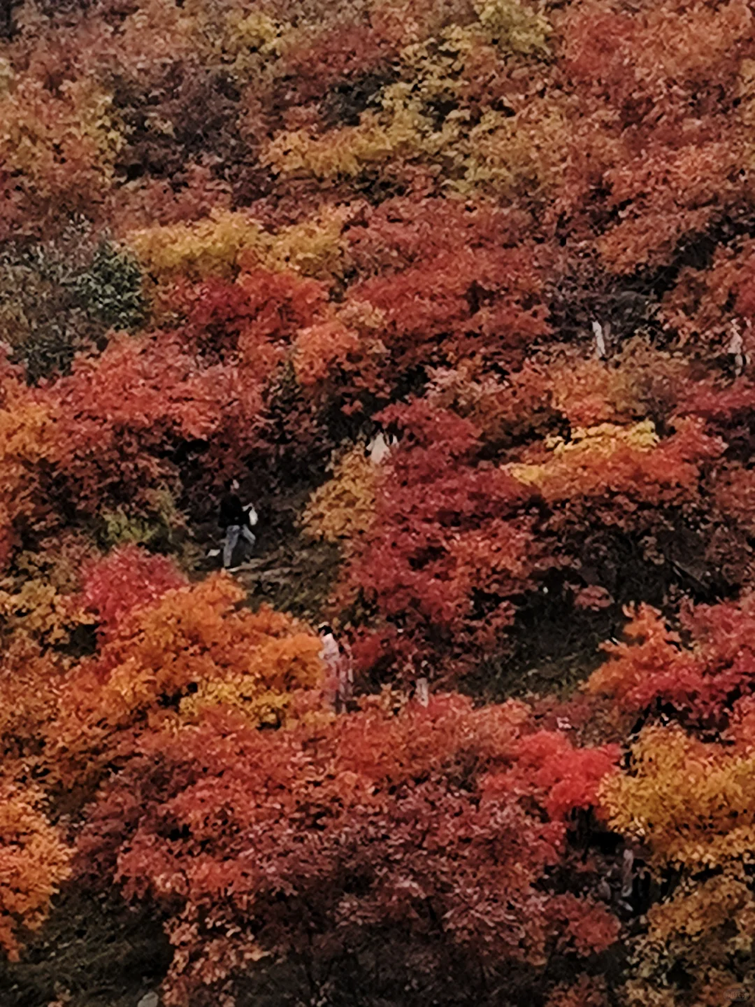 邯郸周边游：金沙河佛照山看红叶