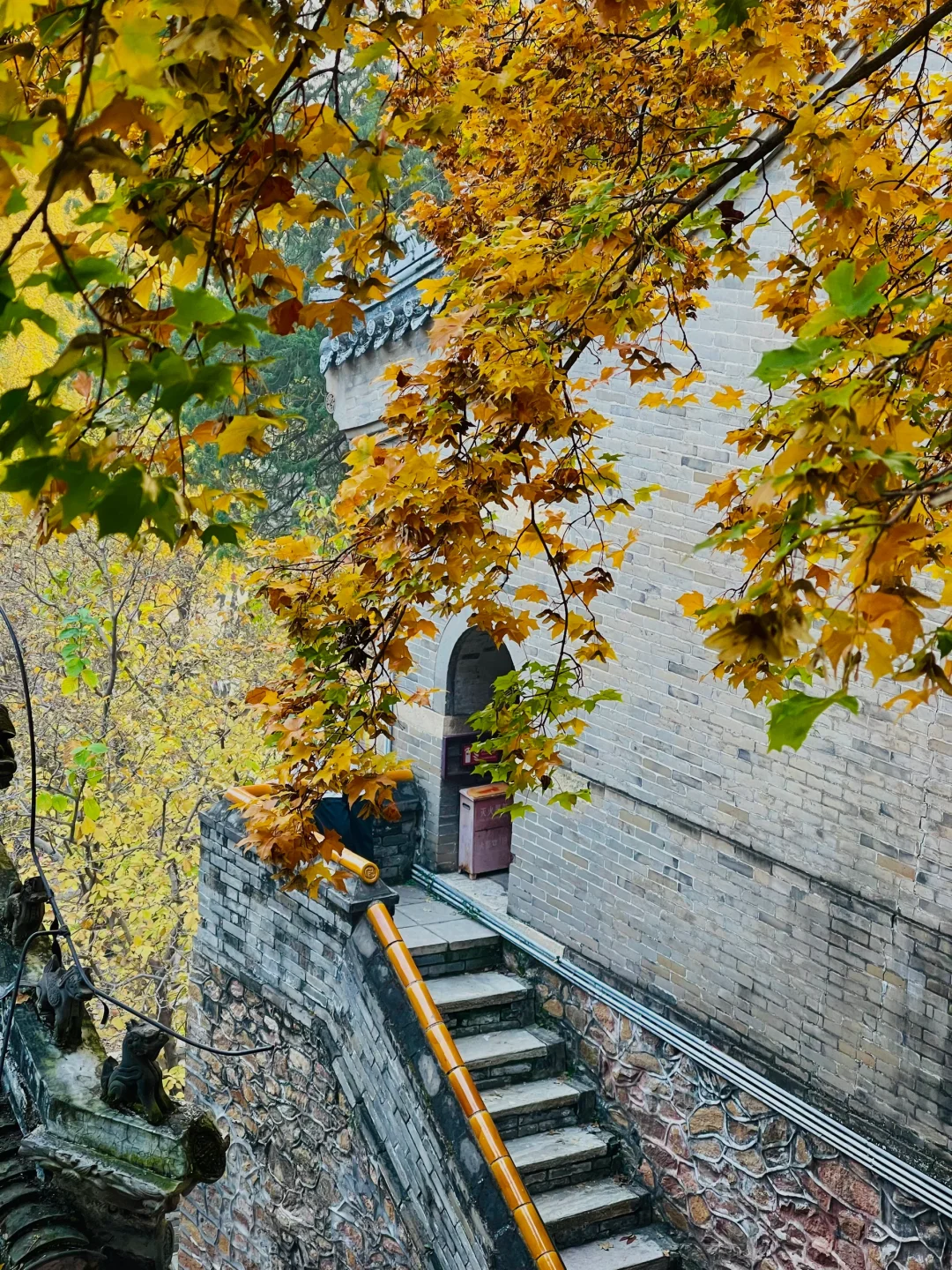 更新秋天🍁是1400年银杏树 见证的潭柘寺！