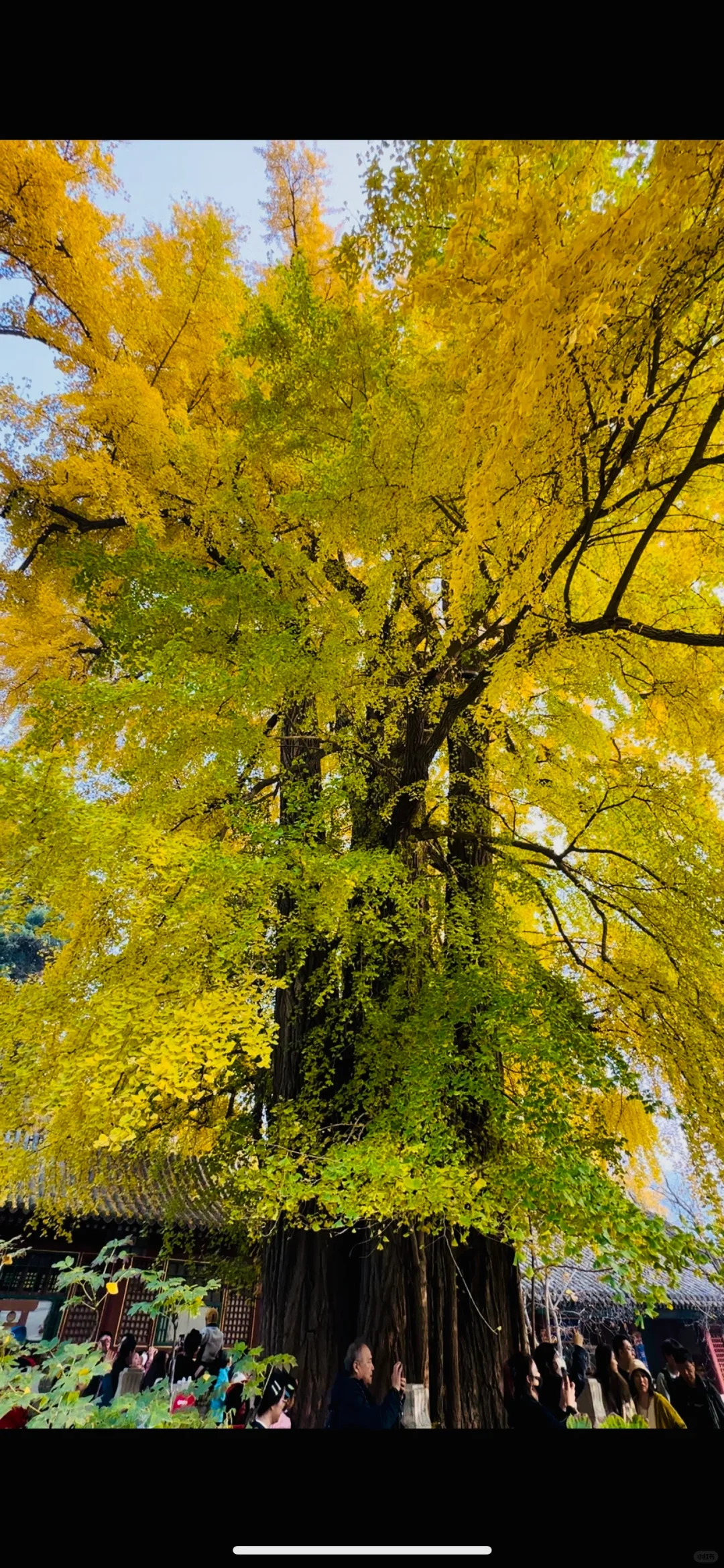 更新秋天🍁是1400年银杏树 见证的潭柘寺！