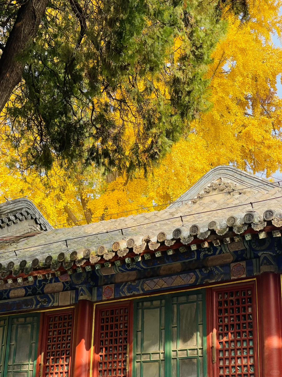 更新秋天🍁是1400年银杏树 见证的潭柘寺！