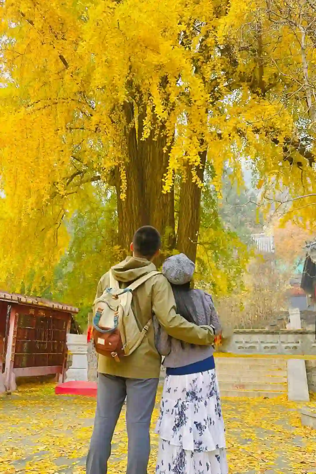 更新秋天🍁是1400年银杏树 见证的潭柘寺！