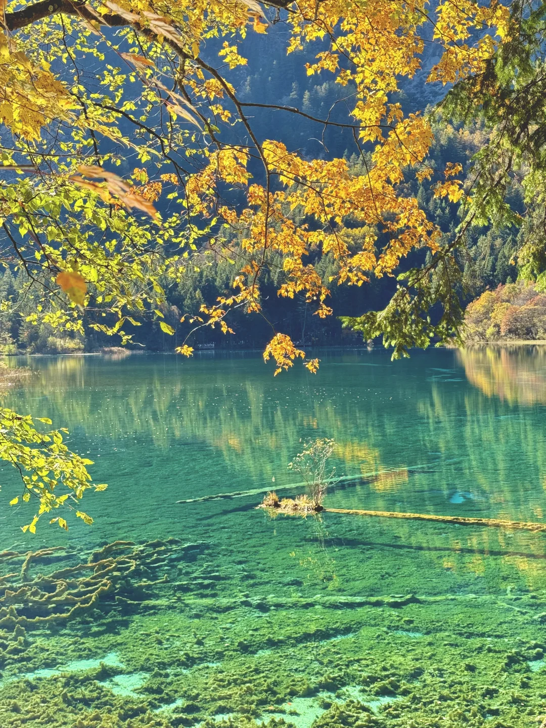 11月实况！三刷九寨沟🍁终于见到封神秋景！