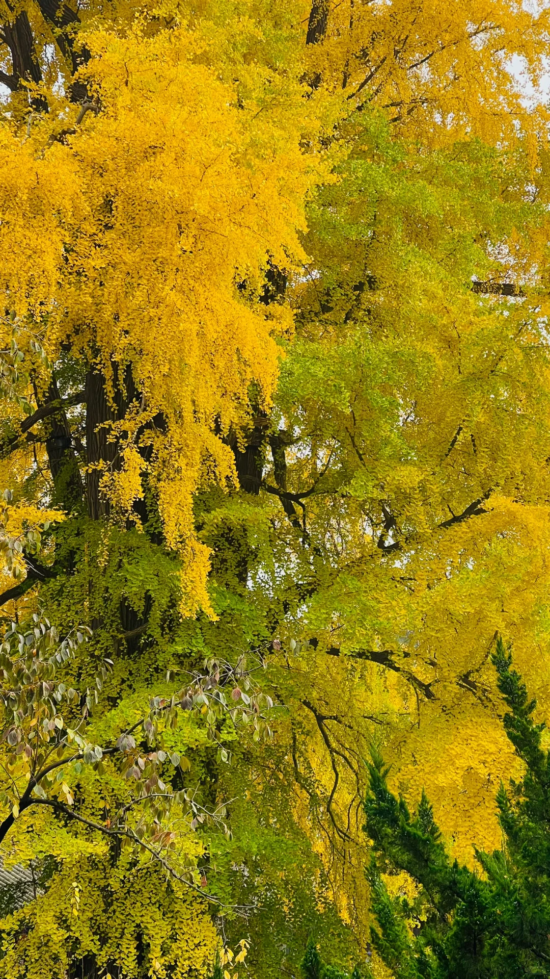 更新秋天🍁是1400年银杏树 见证的潭柘寺！