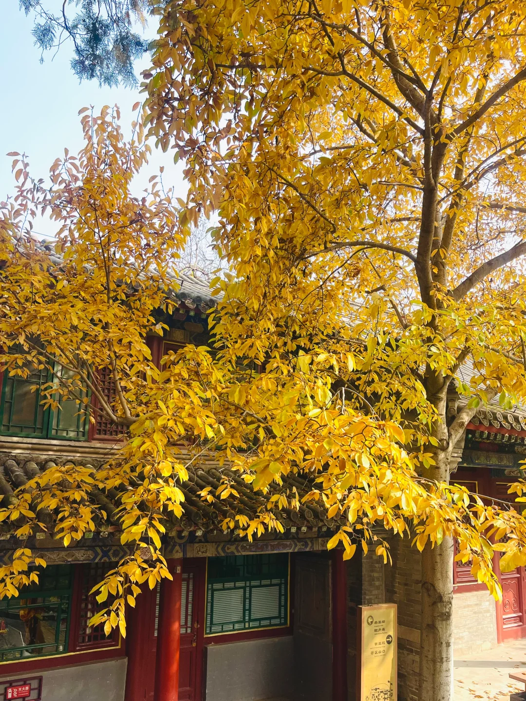 更新秋天🍁是1400年银杏树 见证的潭柘寺！