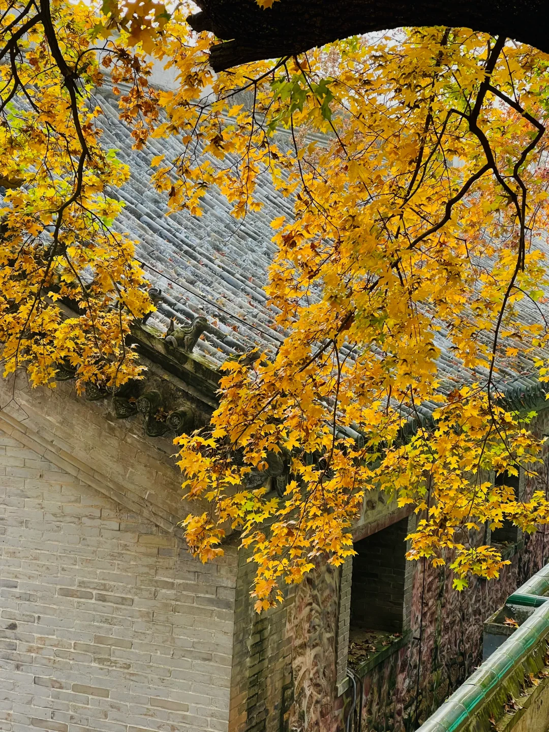 更新秋天🍁是1400年银杏树 见证的潭柘寺！