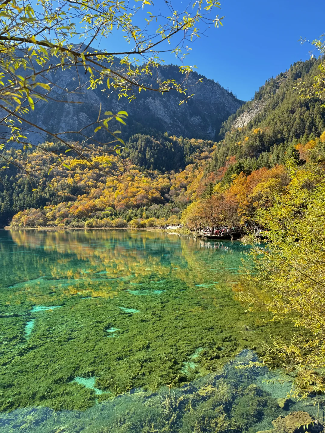 11月实况！三刷九寨沟🍁终于见到封神秋景！