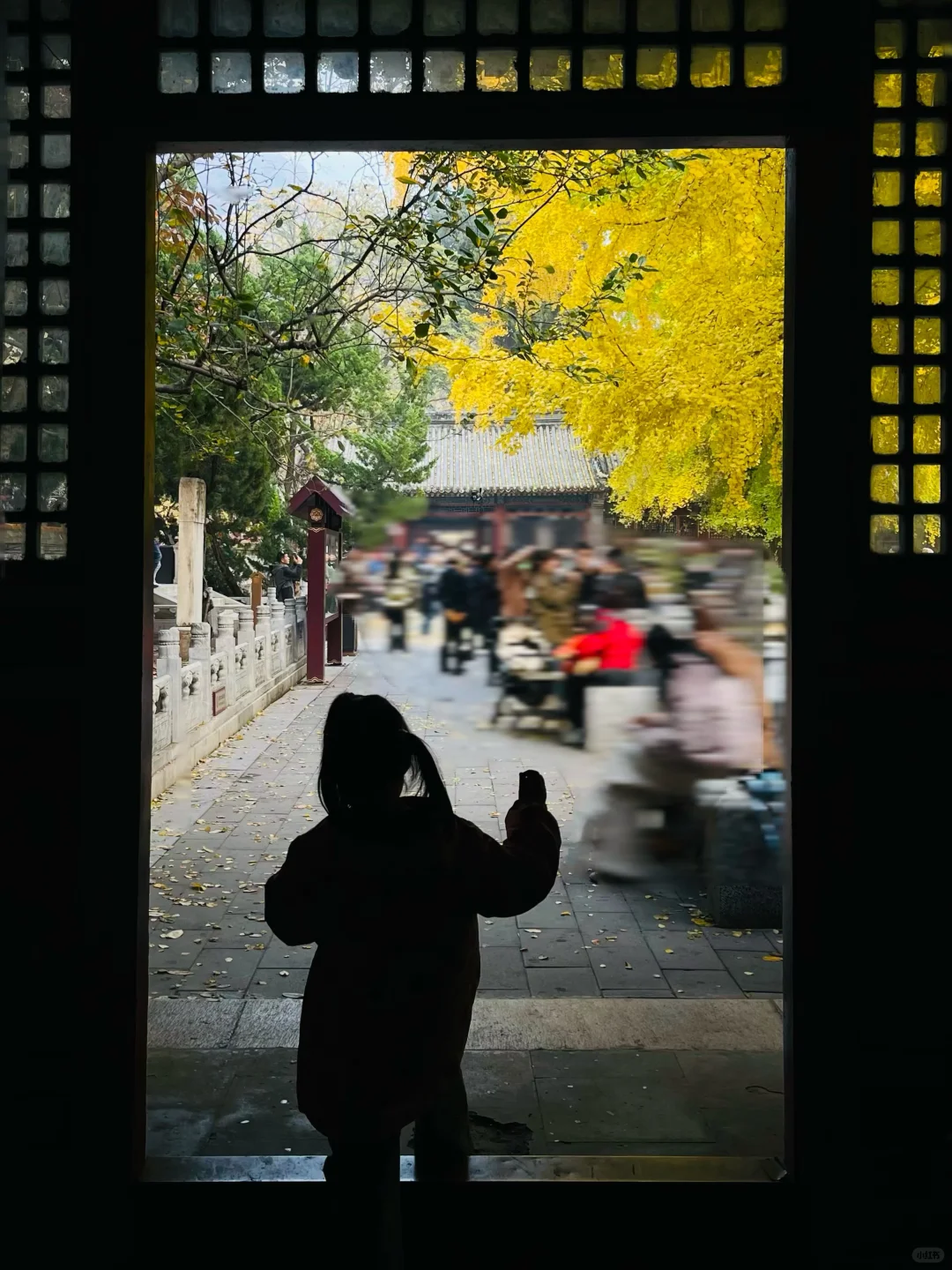 更新秋天🍁是1400年银杏树 见证的潭柘寺！