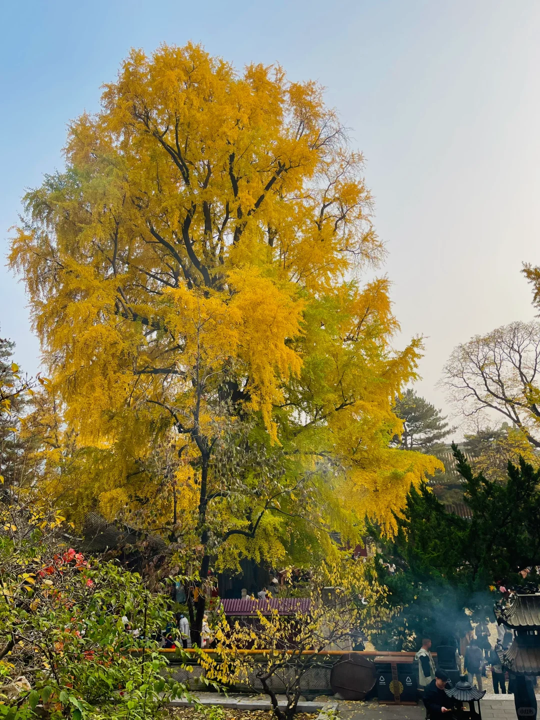 更新秋天🍁是1400年银杏树 见证的潭柘寺！