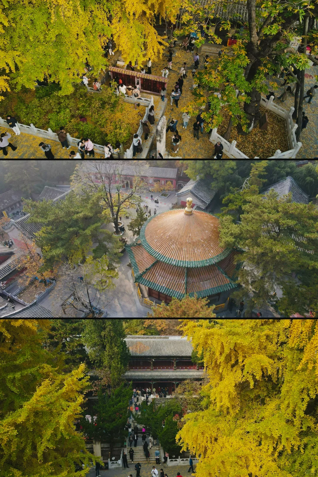 更新秋天🍁是1400年银杏树 见证的潭柘寺！