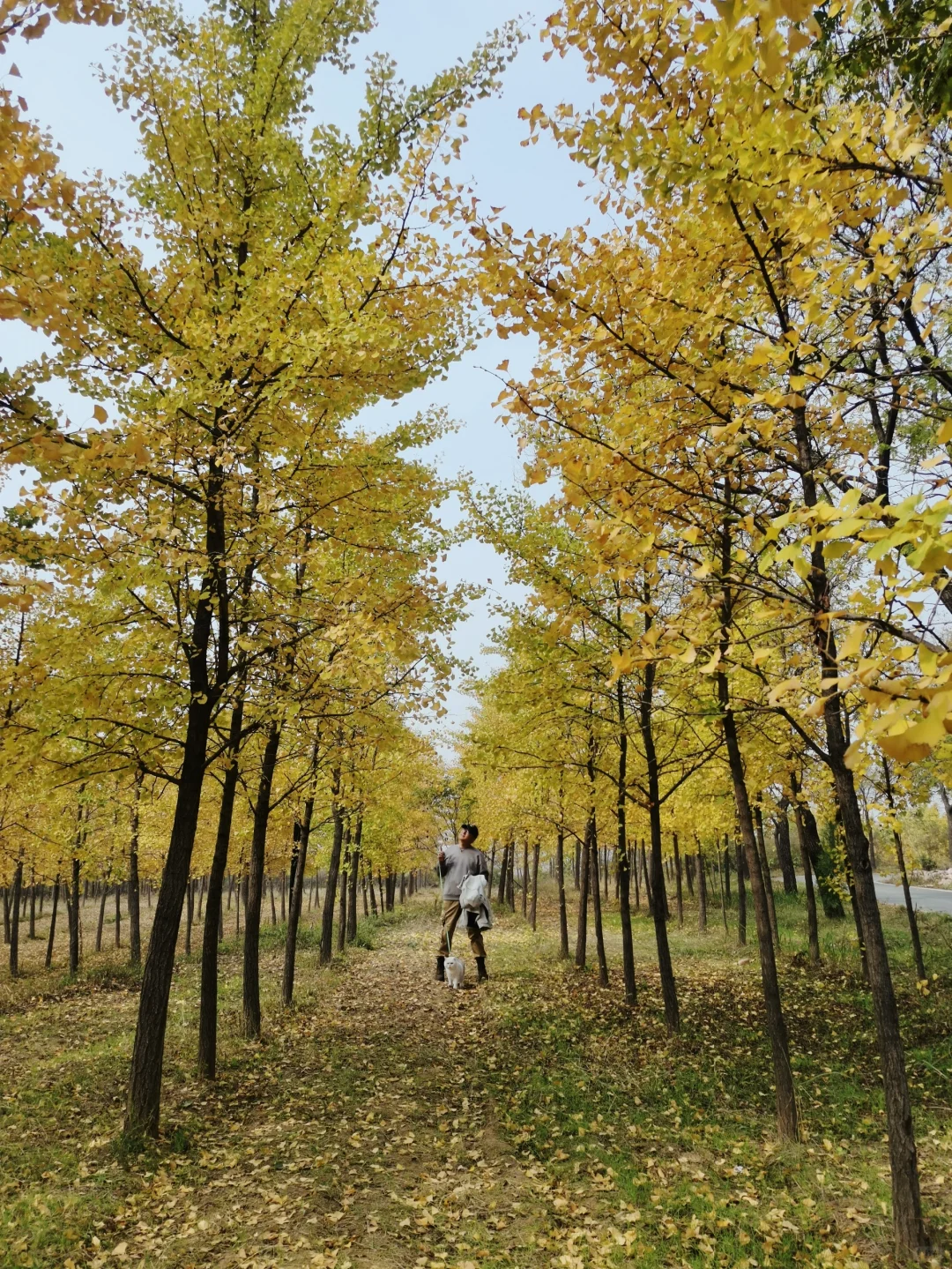 邯郸周边游：栾卸银杏林景区