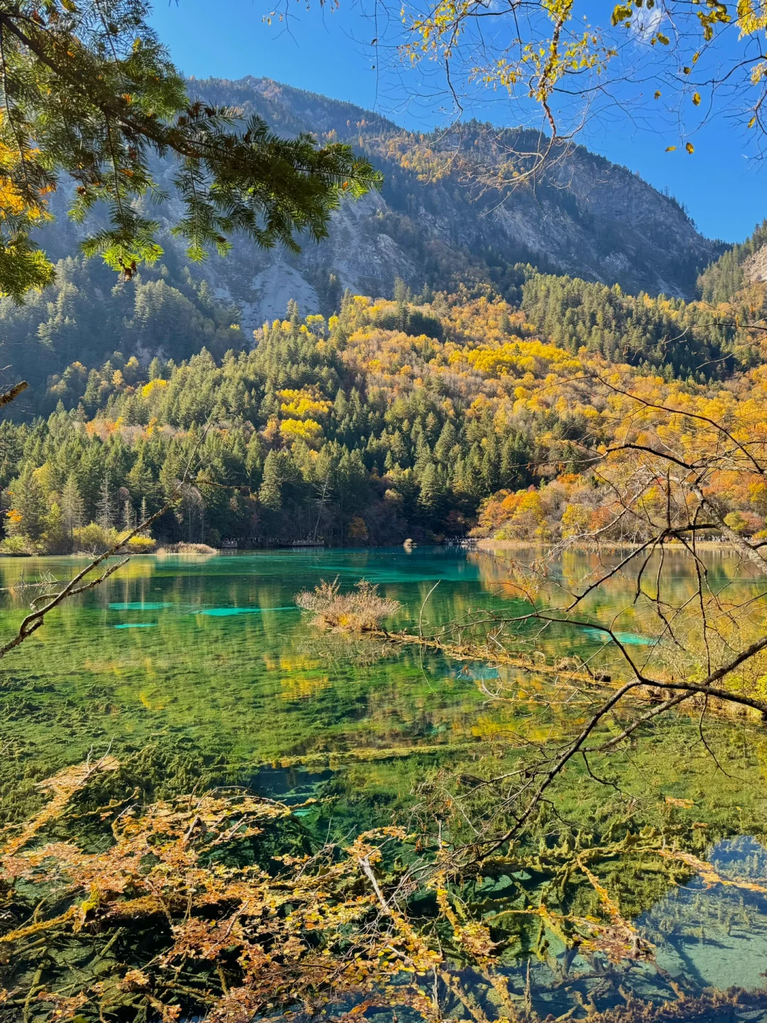 11月实况！三刷九寨沟🍁终于见到封神秋景！